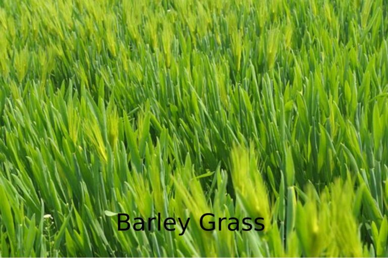 Health Benefits of Barley Grass