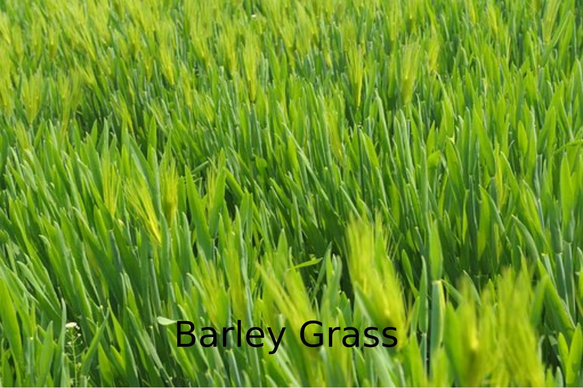 Health Benefits of Barley Grass
