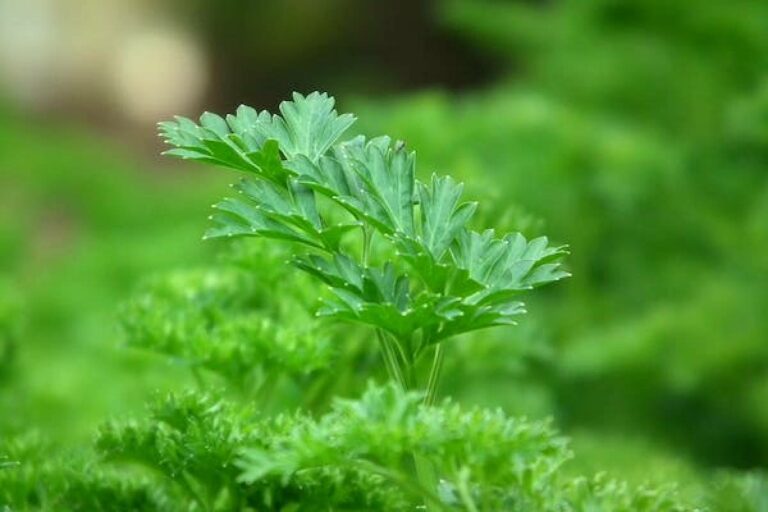 Delicious Parsley Meals To Try